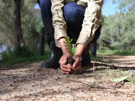 pelican products one tree planted