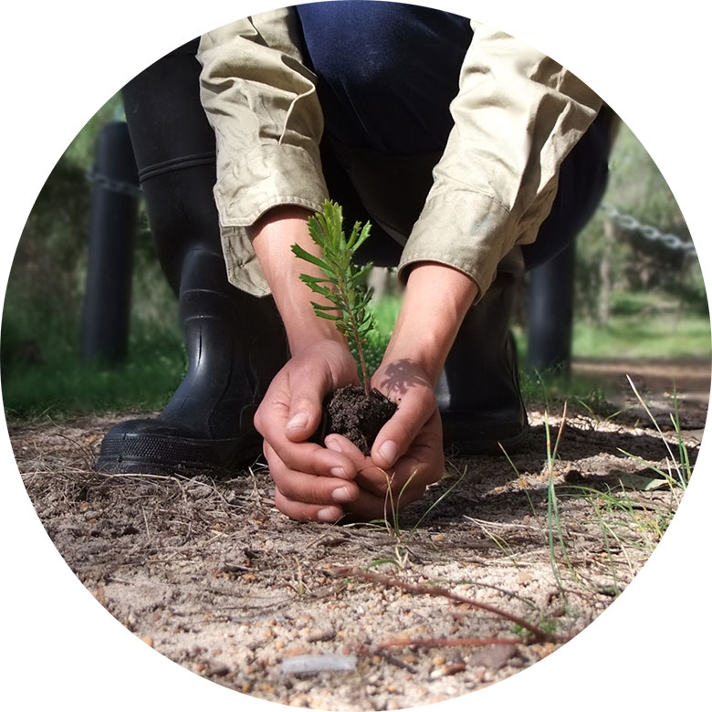 Pelican sustainability one tree planted