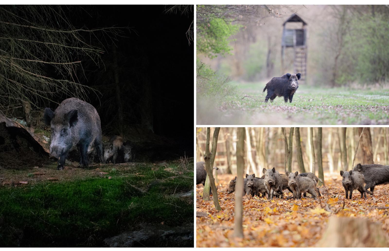 How to Hunt Hogs Tracking, Calling and Hunting at Night for Feral Hogs