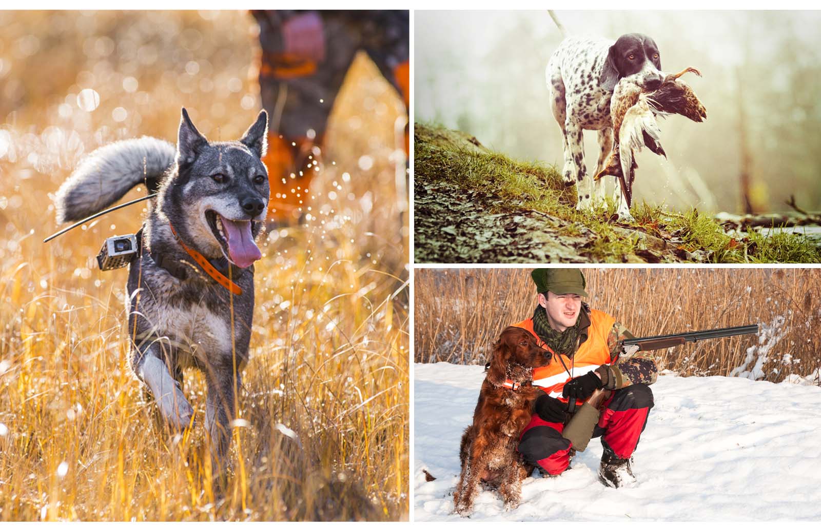 Hunting Dog Breeds for Flushing, Retrieving and Protecting Pelican