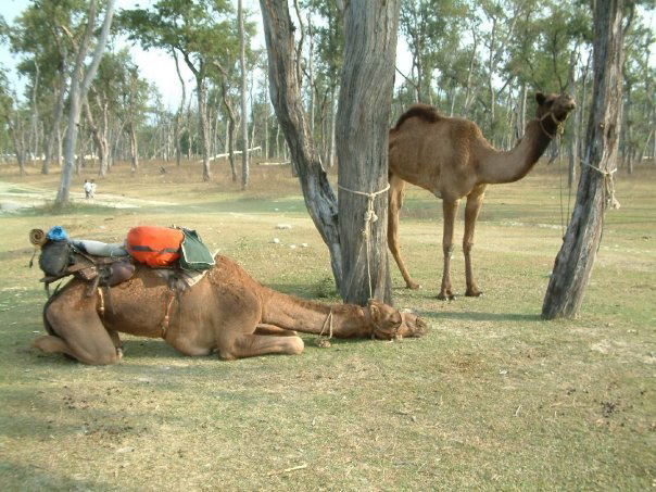 pelican discover survival story  camel