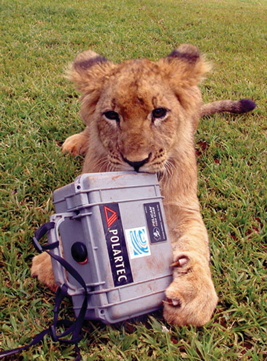 pelican discover survival story ross o donoghue lion survival case